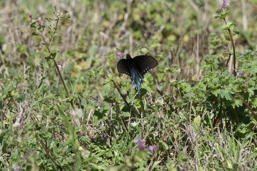 Pipevine Swallowtail
