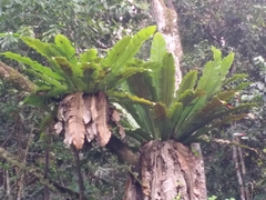 Asplenium nidus