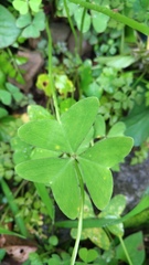 Oxalis griffithii