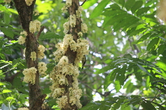 Anthreptes malacensis