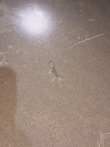 Bedriaga's Wonder Gecko
