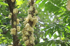 Anthreptes malacensis