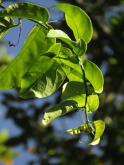 Passiflora ambigua