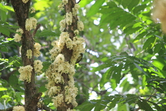 Anthreptes malacensis