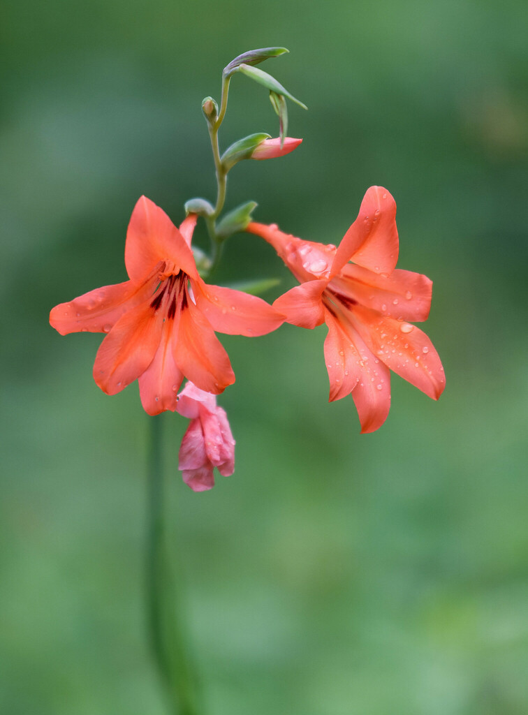 Gladiolus mirus