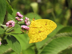 Phoebis neocypris rurina