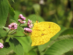 Phoebis neocypris rurina