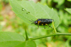 Adurgoa gonagra