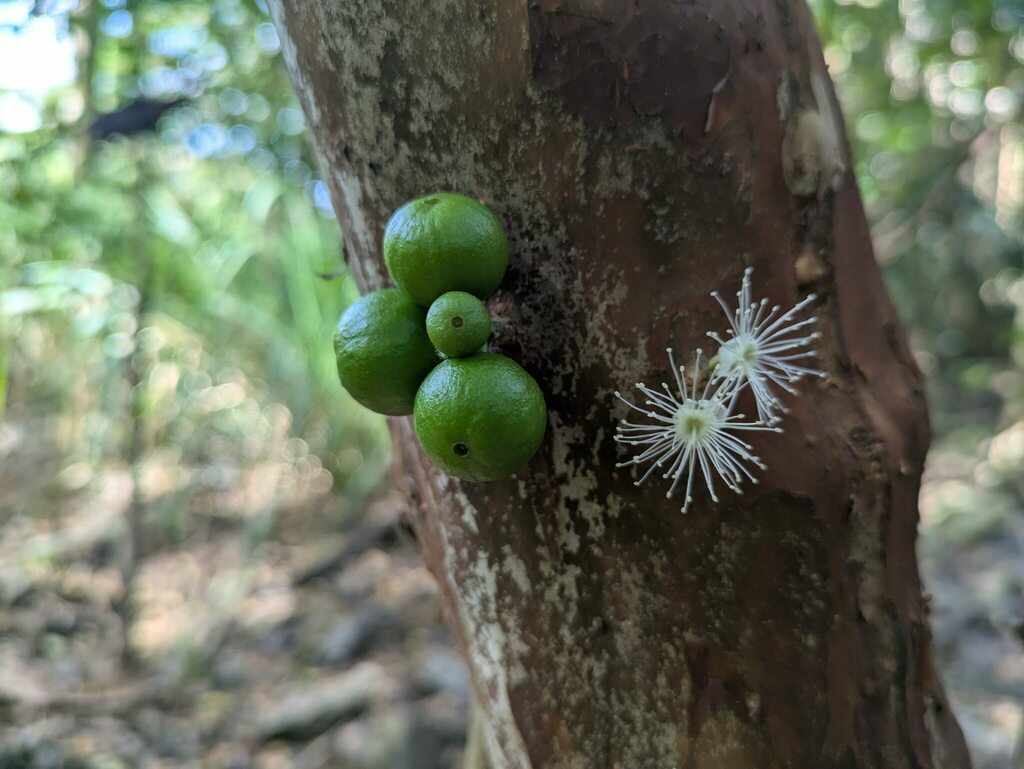 Jaboticaba (Plinia cauliflora)