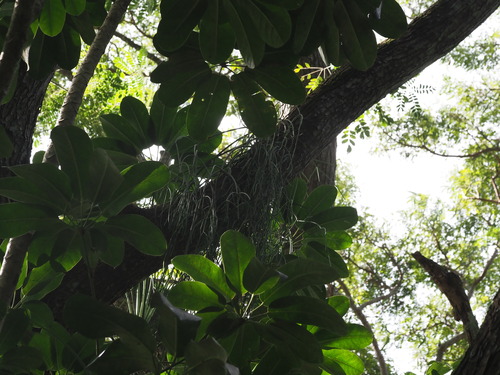 Rhipsalis baccifera observed 2025-02-28