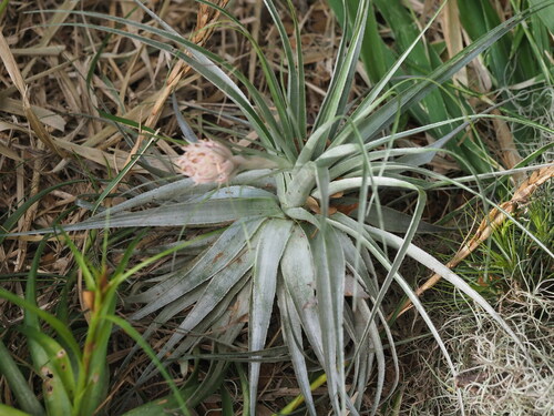 Image of Tillandsia gardneri by (c) Kevin Faccenda, some rights reserved (CC BY)