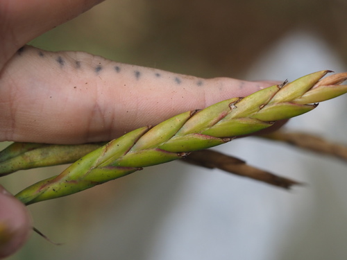Image of Tillandsia polystachia by (c) Kevin Faccenda, some rights reserved (CC BY)