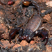 Forest Scorpions - Photo (c) Steve Lew, some rights reserved (CC BY-NC-SA)