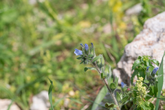 Smallflower Echium (Echium parviflorum)