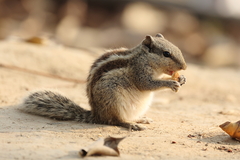 Northern Palm Squirrel photo 4