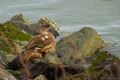 Lophonetta specularioides