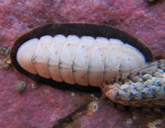 Ischnochiton maorianus