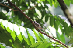 Passer montanus