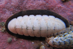Ischnochiton maorianus