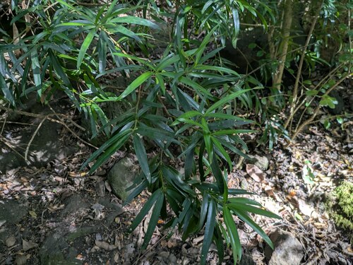 Podocarpus macrophyllus