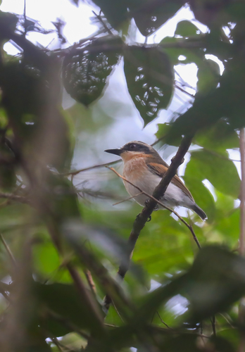 Short-tailed Batis (Batis mixta)