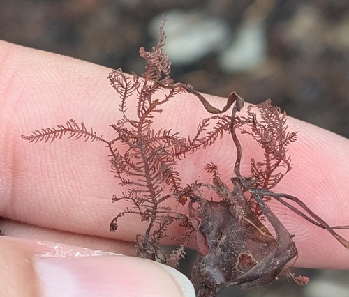 Image of Ptilota serrata by (c) alicia penney, some rights reserved (CC BY)