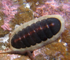 Ischnochiton maorianus