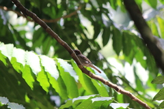 Passer montanus