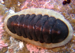 Ischnochiton maorianus