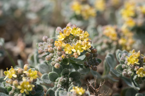 Siberian Alyssum (Odontarrhena sibirica)