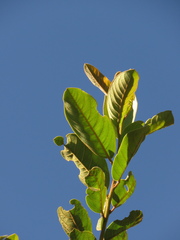 Psidium guineense