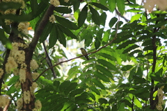 Nectariniidae