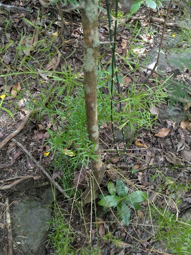 Citrus maxima