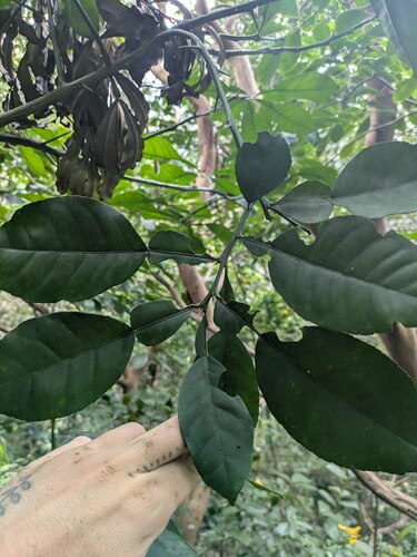 Citrus maxima
