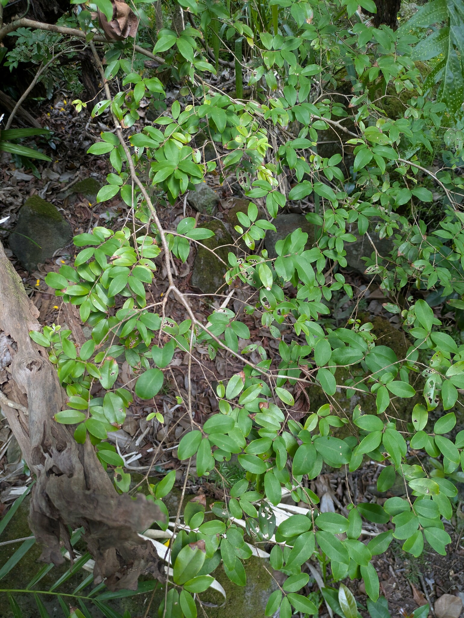 Jabuticaba (Plinia cauliflora)