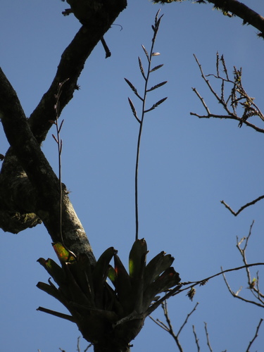 Racinaea spiculosa (Griseb.) M.A.Spencer & L.B.Sm.