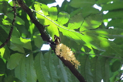 Hypolimnas bolina