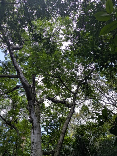 Trema orientalis iNat (2)