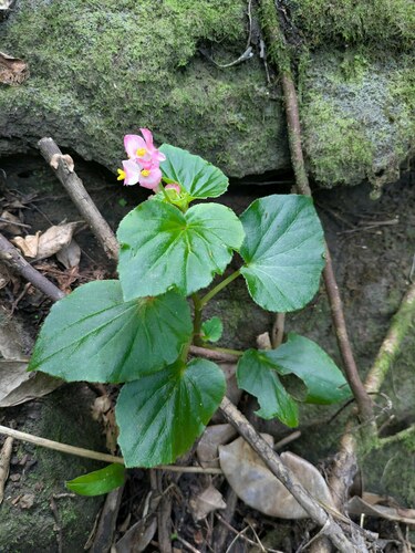 Begonia cucullata observed 2025-02-28