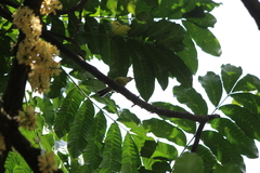Nectariniidae