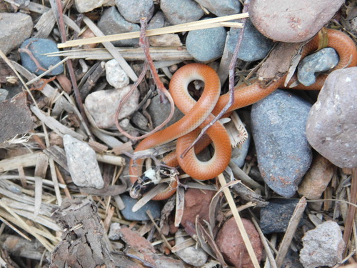 Mendoza Collared Snake