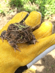 Ceratophrys calcarata