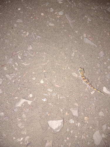 Persian Wonder Gecko