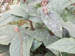 Golovinomyces verbasci