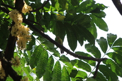 Nectariniidae