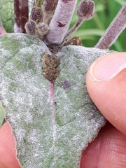 Golovinomyces verbasci