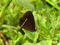Lymanopoda albocincta