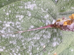 Golovinomyces verbasci