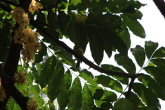 Nectariniidae