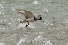 Ibidorhyncha struthersii